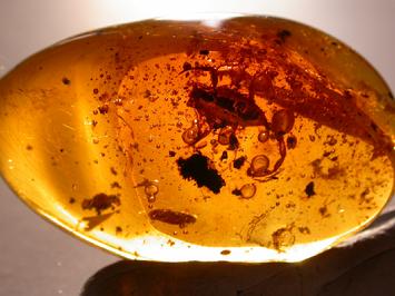 Scorpion in amber, Amber with scorpion inclusion, Dominican Republic, 7.9 gram, 47mm x 28mm x 14mm, USD 25,000.-